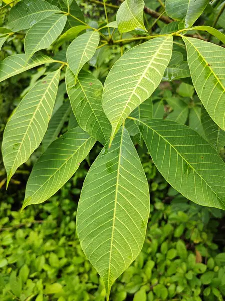 stock image looking at the lovely drooping branches of rubber tree leaves.