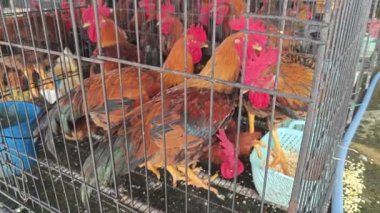 Çiftlik hayvanları tavukları kasapta satılık.. 