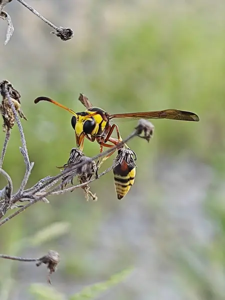 stock image Yellow Jacket Wasp perching on the dried twig.