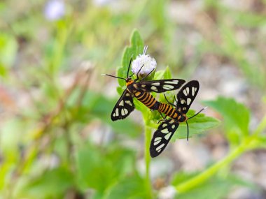 tiger moths mating on the billygoat weed bud flower clipart