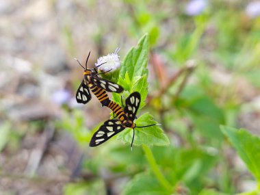 Kaplan güveleri, yabani ot çiçeğinin üzerinde çiftleşiyorlar.