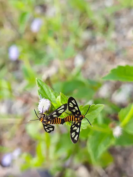 stock image tiger moths mating on the billygoat weed bud flower