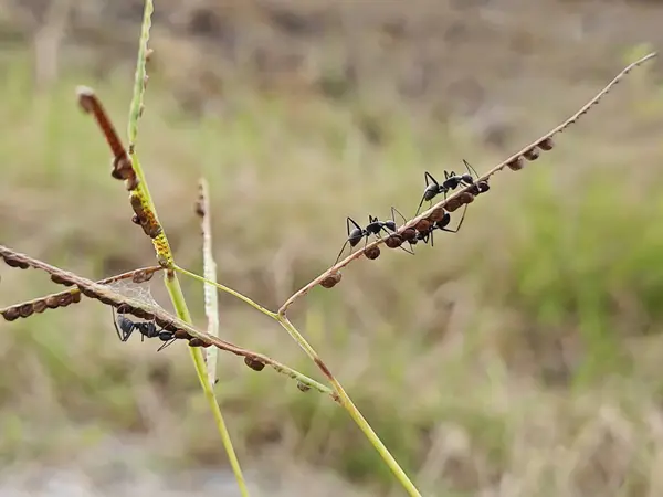 stock image Black carpenter ants on the tips of the weed grass. 