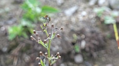 Kambur arı sineği otların ucuna tünemiş..