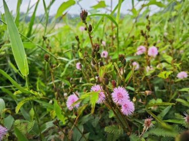 Çayırda filizlenen yabani mimoza pudika otu çiçekleri.