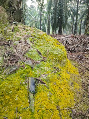 Ağaç gövdesinin etrafında vahşi yosunlar büyüyor..