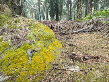 Ağaç gövdesinin etrafında vahşi yosunlar büyüyor..