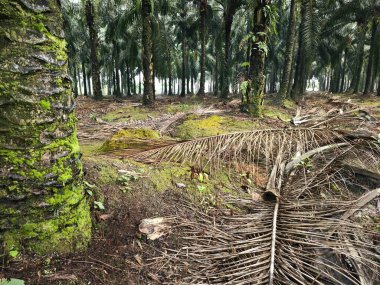 Ağaç gövdesinin etrafında vahşi yosunlar büyüyor..