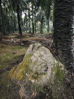 Ağaç gövdesinin etrafında vahşi yosunlar büyüyor..