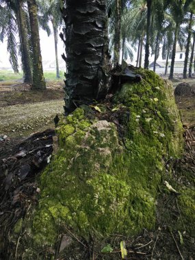 Ağaç gövdesinin etrafında vahşi yosunlar büyüyor..