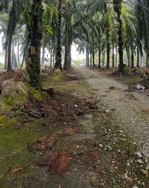 Ağaç gövdesinin etrafında vahşi yosunlar büyüyor..