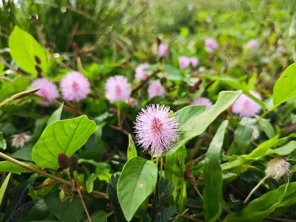 stock image wild sprouting mimosa pudica weed flowers at the meadow.