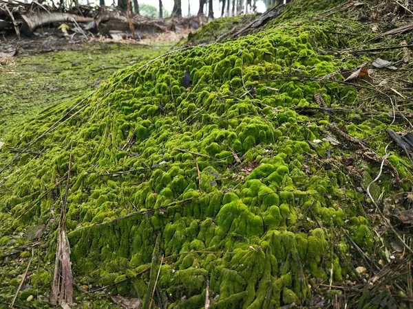 stock image wild mossy growing on the ground around the tree trunk.