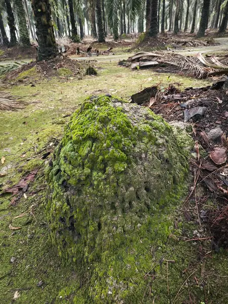 stock image wild mossy growing on the ground around the tree trunk.