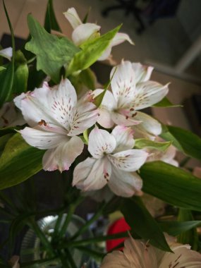 White alstroemeria aurantiaca flower in the indoor pot. clipart