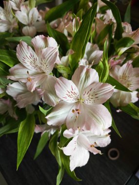 Beyaz alstroemeria aurantiaca çiçeği kapalı kapta..