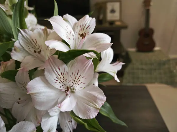 stock image White alstroemeria aurantiaca flower in the indoor pot.