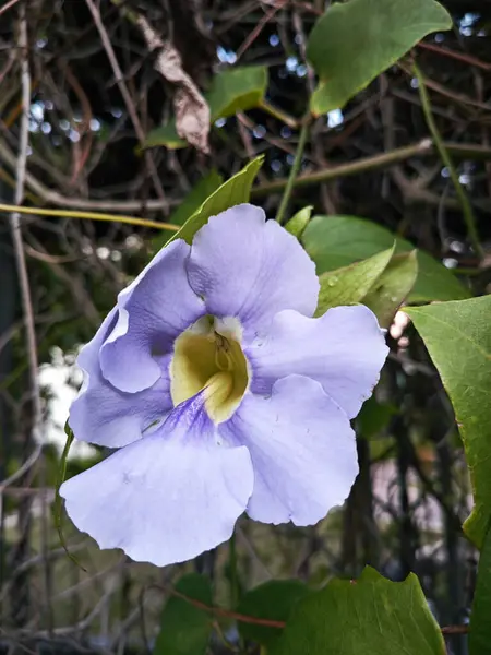 stock image The evergreen vine flower of the Thunbergia grandiflora 