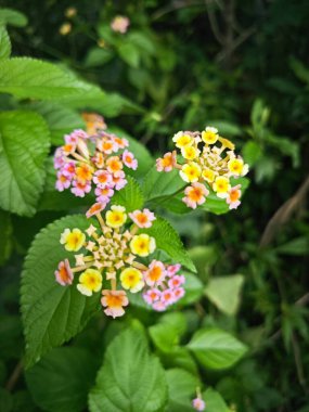 Renkli Lantana Camara çalıları kokulu çiçekler.