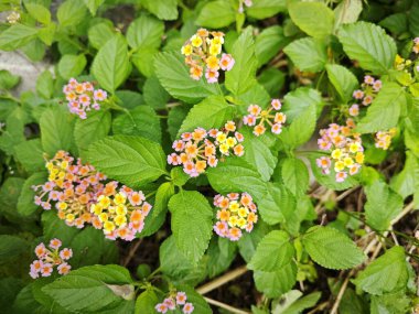 Bushes of colorful Lantana Camara smelly flowers. clipart