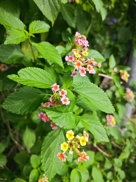 stock image Bushes of colorful Lantana Camara smelly flowers.