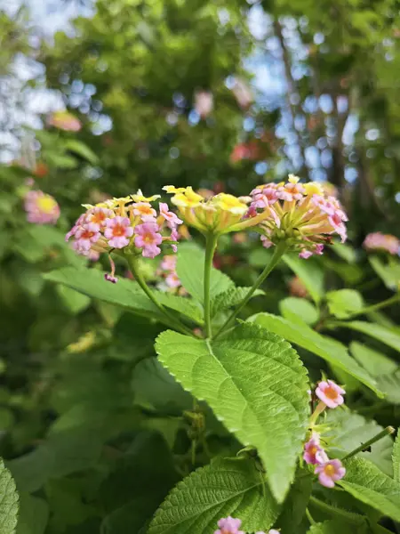 stock image Bushes of colorful Lantana Camara smelly flowers.