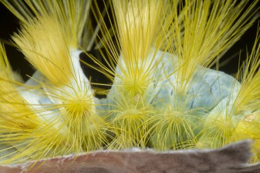 Lymantriinae caterpillar crawling on the weeping willow elongated leaves. clipart