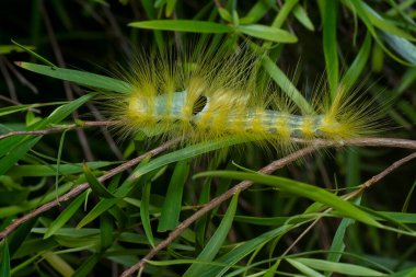 Lymantriinae tırtılı Ağlayan söğüt yaprakları üzerinde sürünüyor.