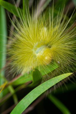 Lymantriinae caterpillar crawling on the weeping willow elongated leaves. clipart