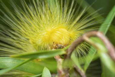 Lymantriinae tırtılı Ağlayan söğüt yaprakları üzerinde sürünüyor.