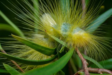 Lymantriinae caterpillar crawling on the weeping willow elongated leaves. clipart