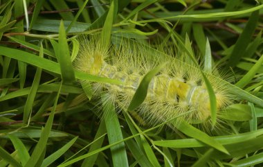 Lymantriinae tırtılı Ağlayan söğüt yaprakları üzerinde sürünüyor.