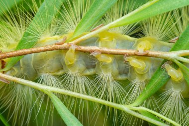 Lymantriinae tırtılı Ağlayan söğüt yaprakları üzerinde sürünüyor.
