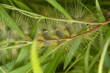 Lymantriinae tırtılı Ağlayan söğüt yaprakları üzerinde sürünüyor.