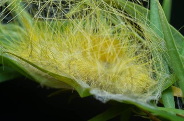 Lymantriinae caterpillar crawling on the weeping willow elongated leaves. clipart