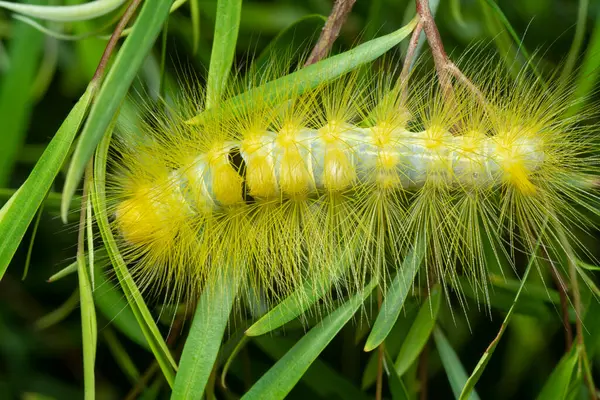 stock image Lymantriinae caterpillar crawling on the weeping willow elongated leaves.