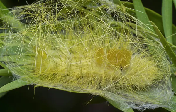 stock image Lymantriinae caterpillar crawling on the weeping willow elongated leaves.