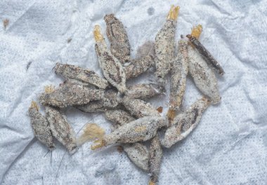 close shot of the bundle of plaster bagworm nestle.  clipart