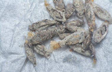 Alçı bavul yuvası demetine yakın çekim. 