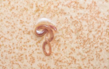 long and tiny red bathroom worm on the wet ceramic tile floor. clipart