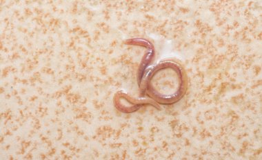 long and tiny red bathroom worm on the wet ceramic tile floor. clipart