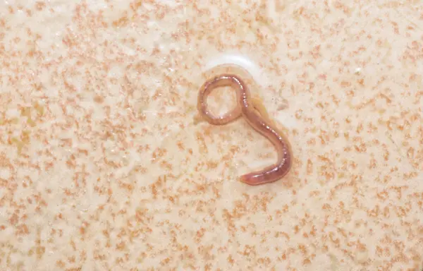 Stock image long and tiny red bathroom worm on the wet ceramic tile floor.