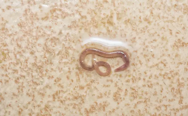 stock image long and tiny red bathroom worm on the wet ceramic tile floor.