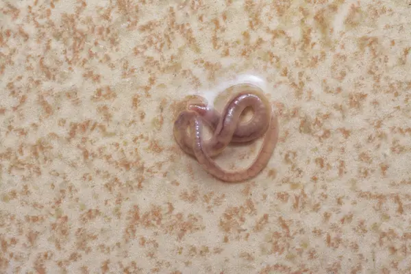 stock image long and tiny red bathroom worm on the wet ceramic tile floor.