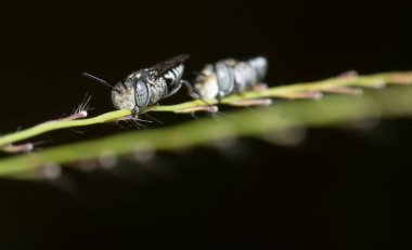 Leaf Cutter Cuckoo Bee sleeping with its jaw holding on the stalk. clipart