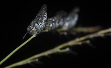 Yaprak Kesen Cuckoo Arısı, çenesi sapında uyuyor..