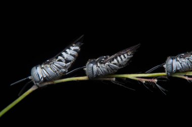 Leaf Cutter Cuckoo Bee sleeping with its jaw holding on the stalk. clipart