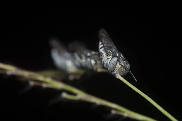 stock image Leaf Cutter Cuckoo Bee sleeping with its jaw holding on the stalk.