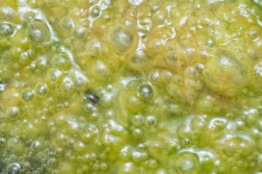 Su yüzeyinde yüzen yeşil köpüklü algler.  