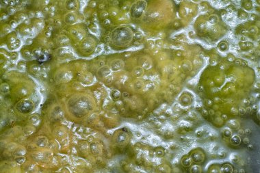 Su yüzeyinde yüzen yeşil köpüklü algler.  